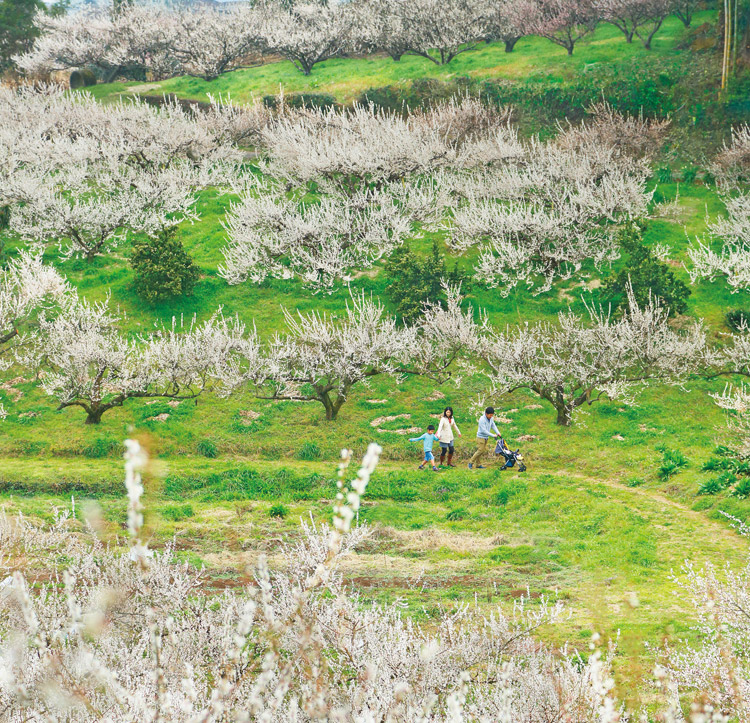 谷川梅林